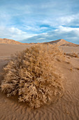 Kelso Dunes,California,USA