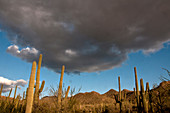 Saguaro National Park,USA