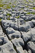 Limestone in The Burren