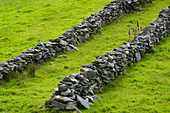 Stone Fences in Ireland