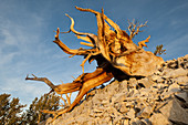 Great Basin Bristlecone Pine