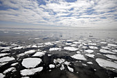 Bering Sea Ice