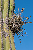 Ball Moss on Cardon Cactus