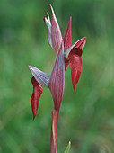 Plowshare Serapias orchid