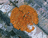 Sunburst Lichen