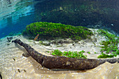 Underwater River Scene