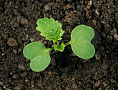 Turnip seedling