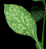 Rust on Red Campion