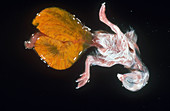 Chick Embryo,17 Days