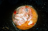 Chick Embryo,17 Days