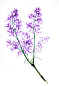 X-ray of Blooming Lilac