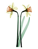 X-ray of Daffodil Flower