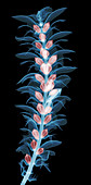X-ray of an Acanthus Flower