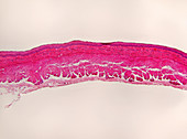 LM of Dog Esophagus