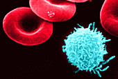 Human Blood Cells,SEM