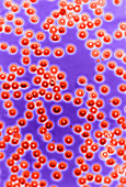 Blood Cells in Isotonic Solution