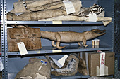 Confiscated Wildlife Products