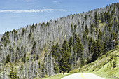 Forest Damaged by Acid Rain