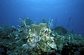 Degraded coral reef