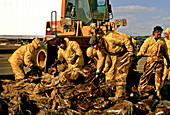 Oil spill clean-up