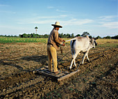 Filipino farmer