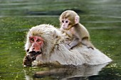 Japanese snow monkey mother and baby