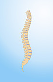 Spinal Column