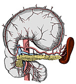 Abdominal Anatomy