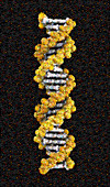Mosaic of DNA Strand
