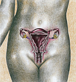 Female Reproductive System