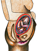 Fetal Development - Month 7