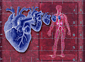 Illustration of The Circulatory System