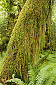 Mossy Tree,Olympic NP