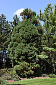 Giant Sequoias