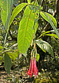 Bolivian fuchsia