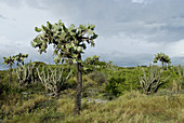 Opuntia rubescens cactus