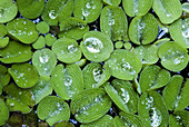 Common Salvinia