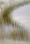 Reed Plants lining a Pond