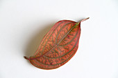 Dogwood Leaf