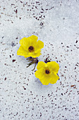 Alpine Buttercups