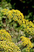 Dill in Flower