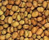 Field bean seeds