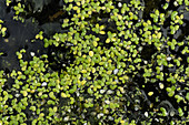 Duckweed (Lemna minor)