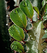 Water droplets on Euphorbia
