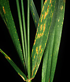 Tan spot lesion on wheat leaves