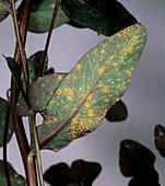 Euphorbia rust (Melampsora euphorbiae)