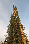 Boojum Tree,Baja