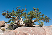 Baja Elephant Tree