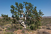Baja Elephant Tree