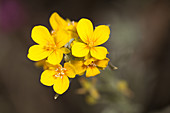 Fendler's bladderpod